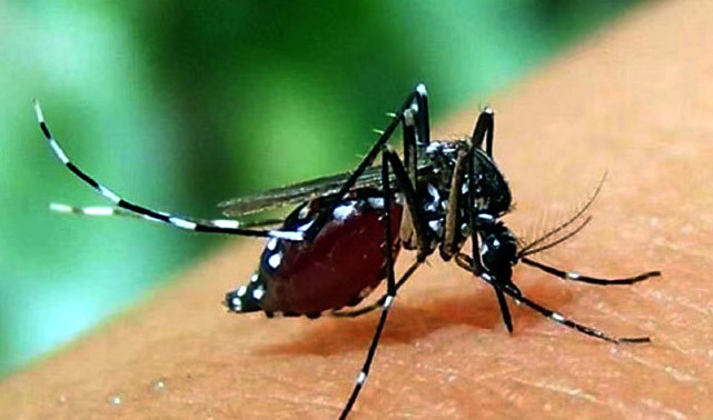 ডেঙ্গুতে প্রাণ গেল ৬ জনের, হাসপাতালে ভর্তি ১২৯৭